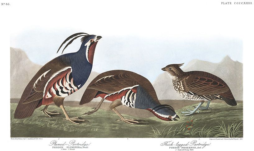 Bergkwartel van Birds of America