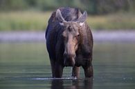 Moose cow eating water plants in Lake Glacier National Park in Montana, USA by Frank Fichtmüller thumbnail
