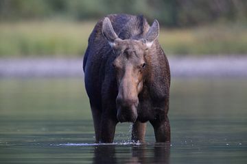 Vache d'orignal mangeant des plantes aquatiques dans le parc national du lac Glacier, dans le Montan sur Frank Fichtmüller