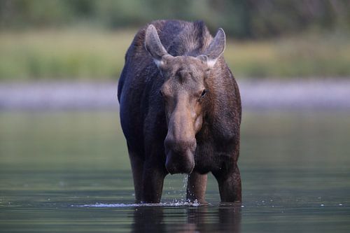 Elandkoe die waterplanten eet in het Glacier Nationaal Park in Montana, VS