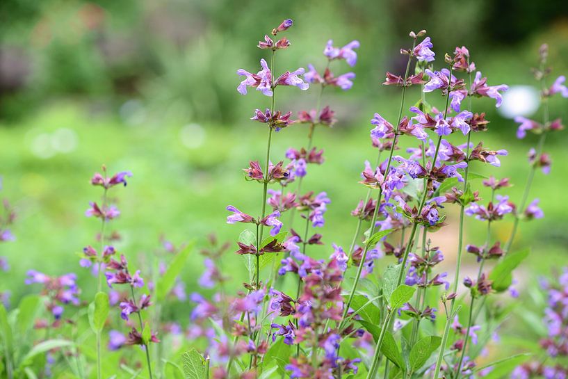 Frischer Salbei im Frühling von Ulrike Leone