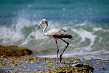 Jonge flamingo langs de zee van Pieter JF Smit