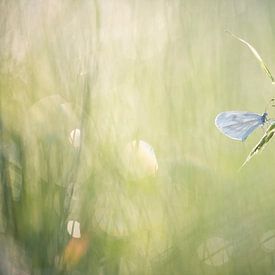 Wit klein vlindertje, het boswitje.  van Francis Dost
