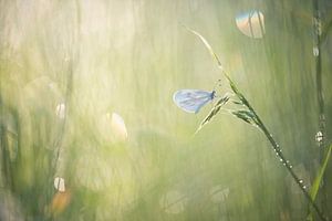 Weißer kleiner Schmetterling, das Holz weiß. 