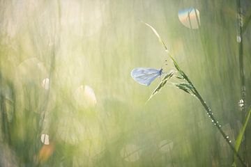 White tiny butterfly, the wood white.  by Francis Dost