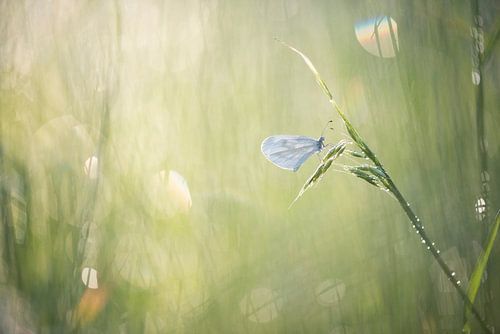 White tiny butterfly, the wood white. 