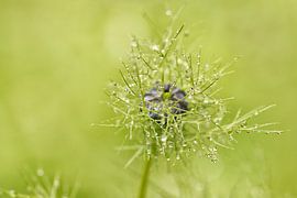 Juffertje van Arjo van Timmeren