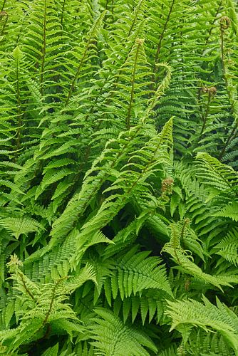 groene varenbladeren een natuurlijk beeld