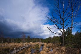 Sumpf von Richard Valent