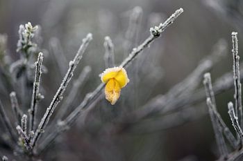 Sie war eine Blume, die im Winter blühte...