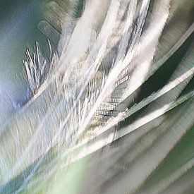 Light as a feather by Anita Snik-Broeken