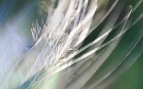 Licht als een veertje