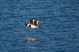 A pair of oystercatchers are flying just above the water. by Brian Morgan