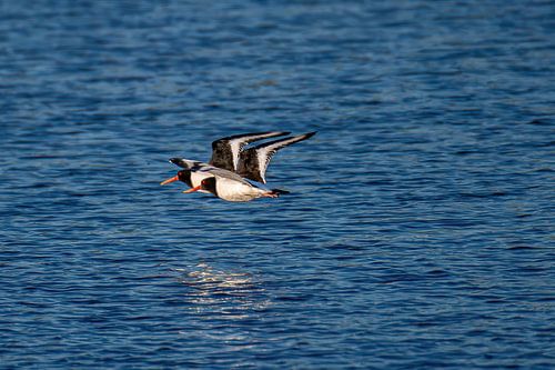 Ein Paar Seeregenpfeifer fliegt knapp über dem Wasser.