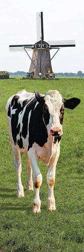 Molen met jonge Koe in Weiland Lisserbroek Nederland Vertorama