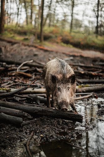 Sanglier pendant un bain de boue
