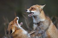 Fighting foxes van Pim Leijen thumbnail