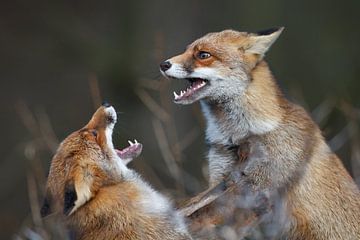 Fighting foxes van Pim Leijen