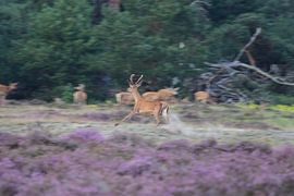Running deer by Gerard de Zwaan