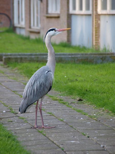 Reiger op voetpad van Rinke Velds