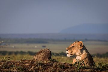 Lioness lies on savannah by Simone Janssen