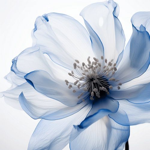 Serenity in Bloom: An Artful Dance of Softening