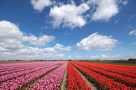 Roze  en rode bloeiende  tulpen op een rij  by Maurice de vries