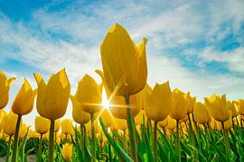 Sunny Yellow Tulips by Thomas Gladdines
