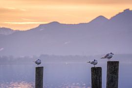 Möwen am Chiemsee in Bayern von Tobias Luxberg