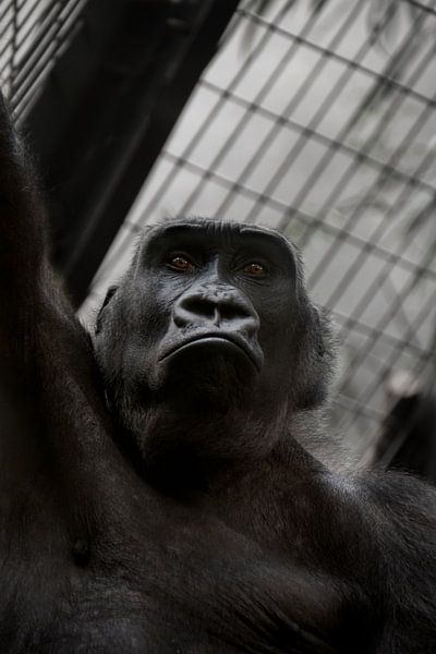 Gorilla selfie by FBfotografie