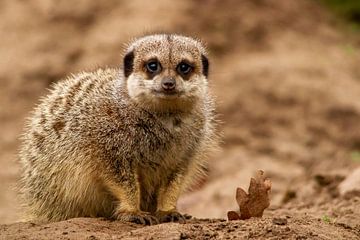 Meerkats wonders something... by Arnold van der Horst