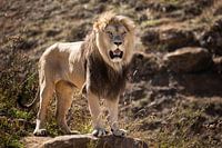 Lion on the lookout