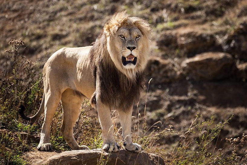 Lion on the lookout by HB Photography