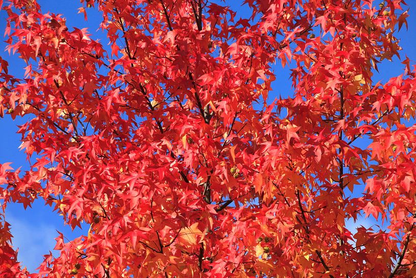 Goldener Oktober von Thomas Jäger