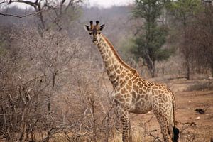 Dier: Giraffe - Zuid-Afrika Nationaal Kruger park van Judith Rosendaal