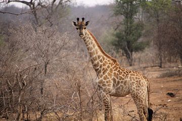 Animal : Girafe - Afrique du Sud Parc National Kruger sur Judith Rosendaal