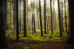 Au milieu de la forêt