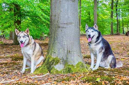These two polar dogs sit together next to a tree trunk in forest