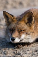 Vos / Fox