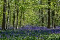 A sea of beautiful blossoming wood hyacinths in the Hallerbos bring a magical atmosphere by Kim Willems thumbnail