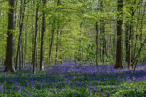 A sea of beautiful blossoming wood hyacinths in the Hallerbos bring a magical atmosphere
