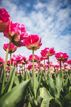 Tulpen von Sorcha Tijmons