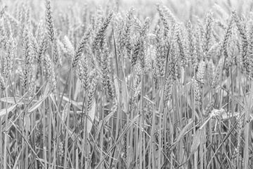 Grains, nature pure sur Ans Bastiaanssen