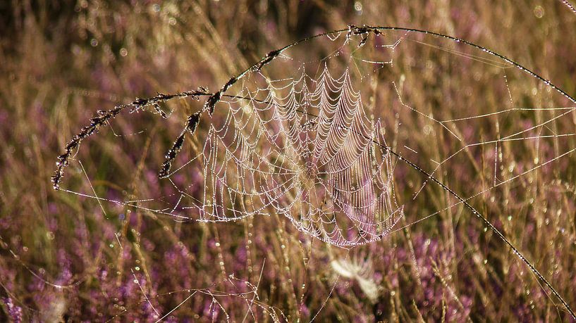 Spinnennetz Und Tau von Daphne Photography