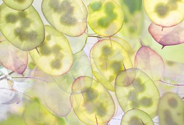 Transparency (creative editing of seed pods of the Honesty) by Birgitte Bergman
