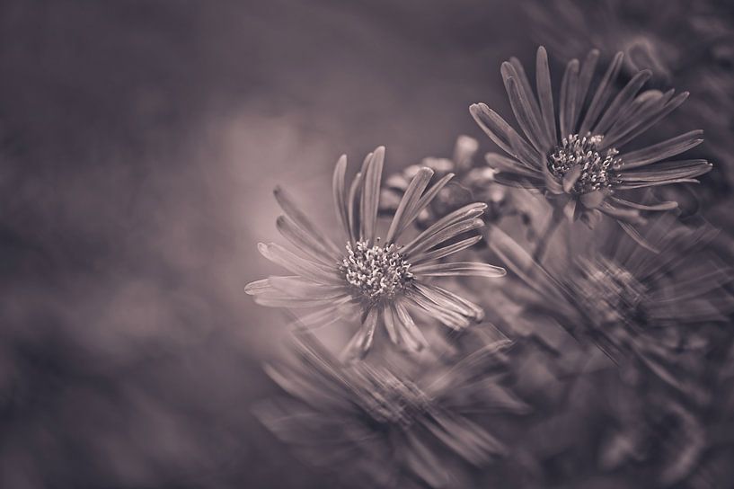 Flowers part 347 by Tania Perneel