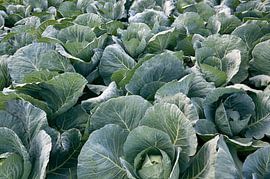 Choux sur Bo Valentino
