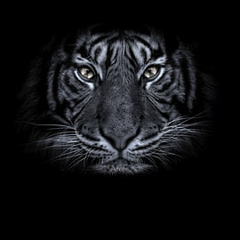 BIG Cat by The White Rabbit