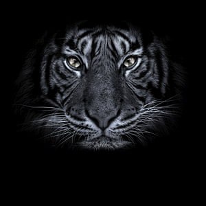 BIG Cat