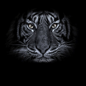 BIG Cat